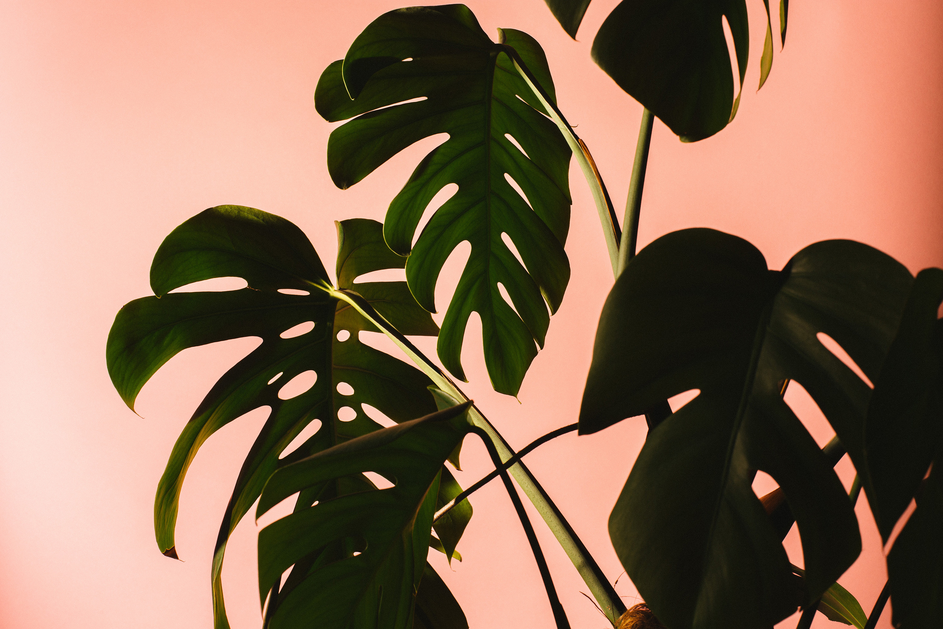 June Green Intsa-inspo