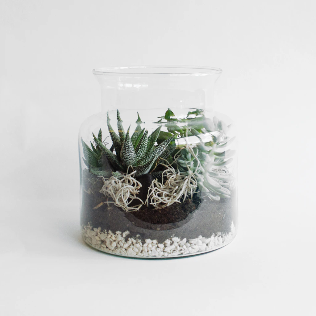 Terrarium