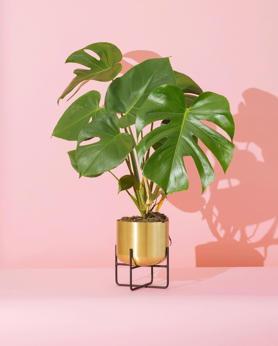 Just add water: how to propagate your Monstera plant