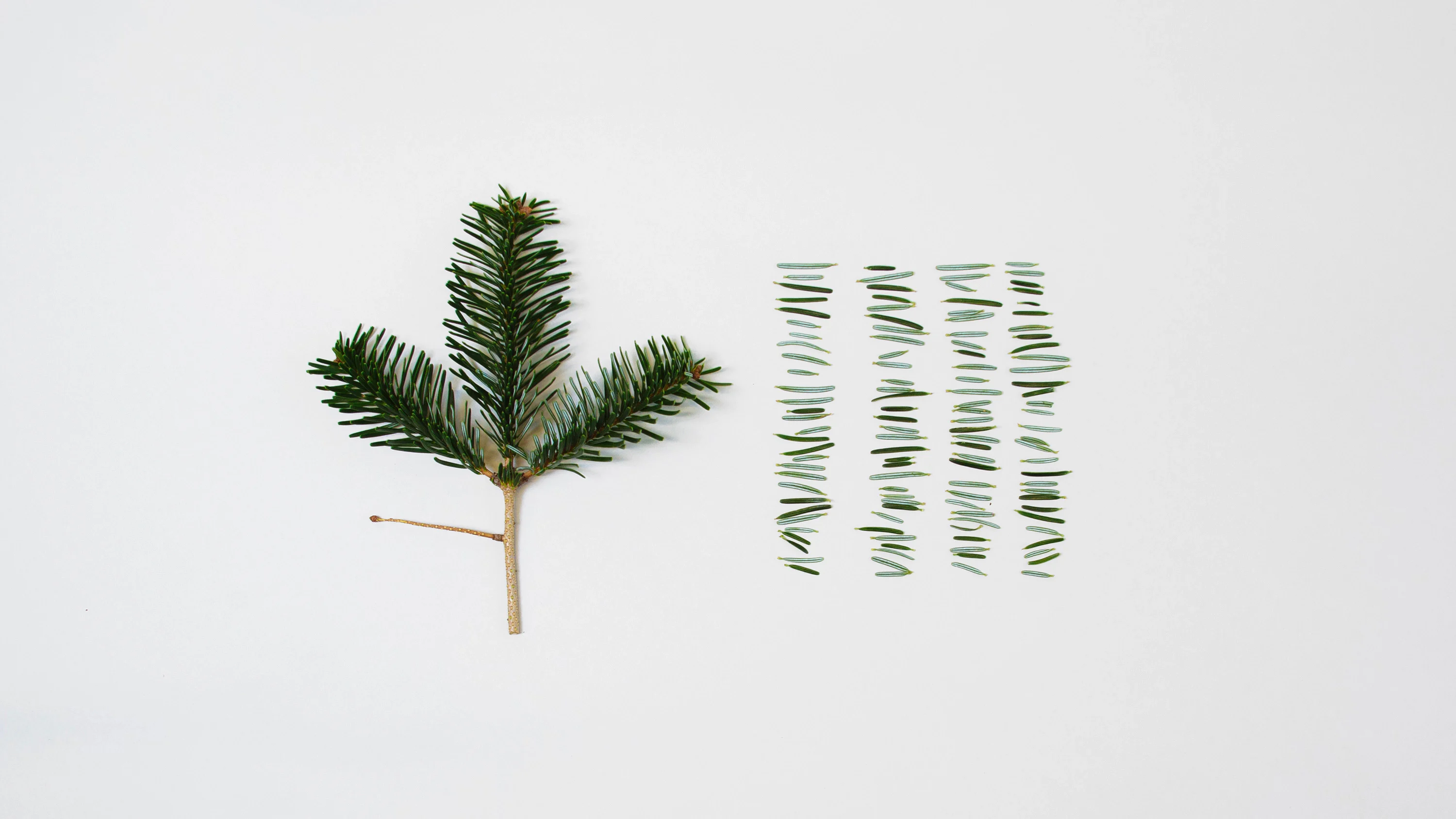 The Christmas tree