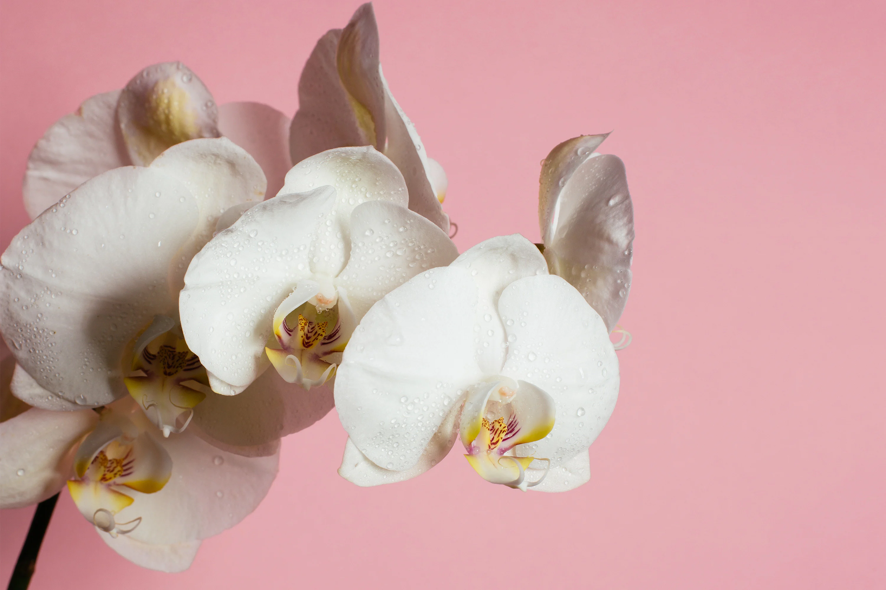 Orchid
