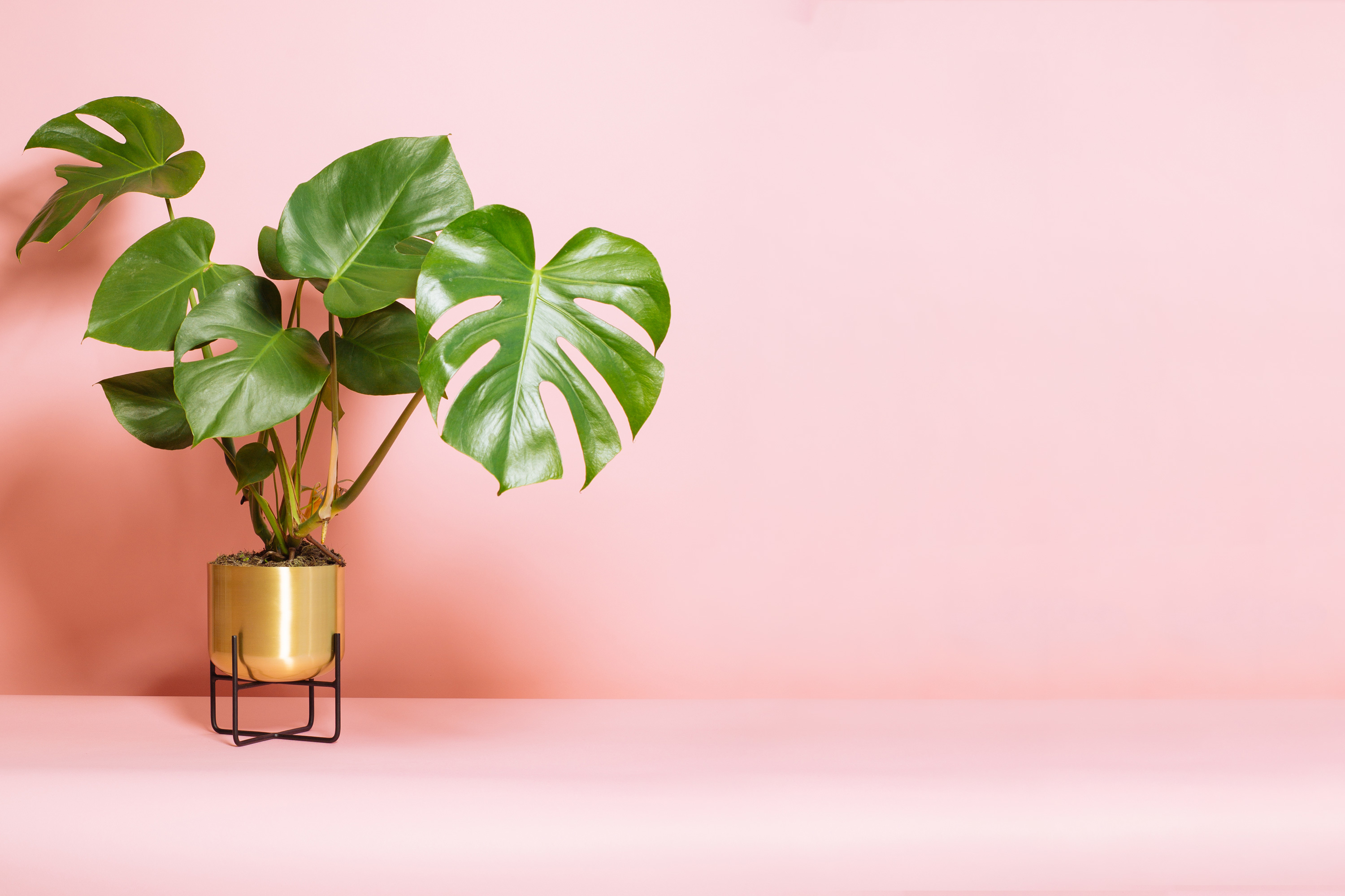 How to propagate your Monstera plant