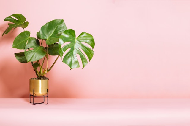 How to propagate your plants