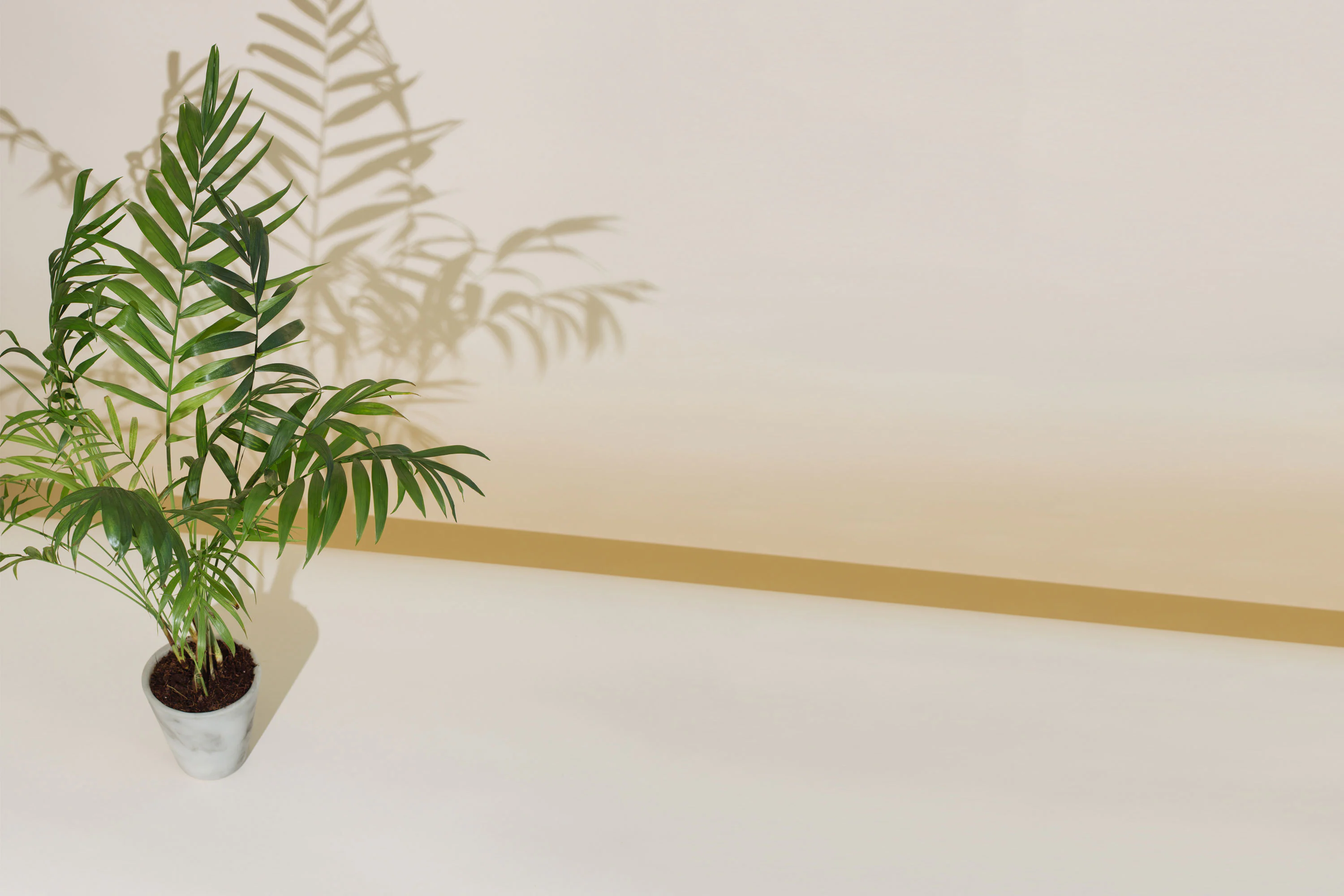 Palm
