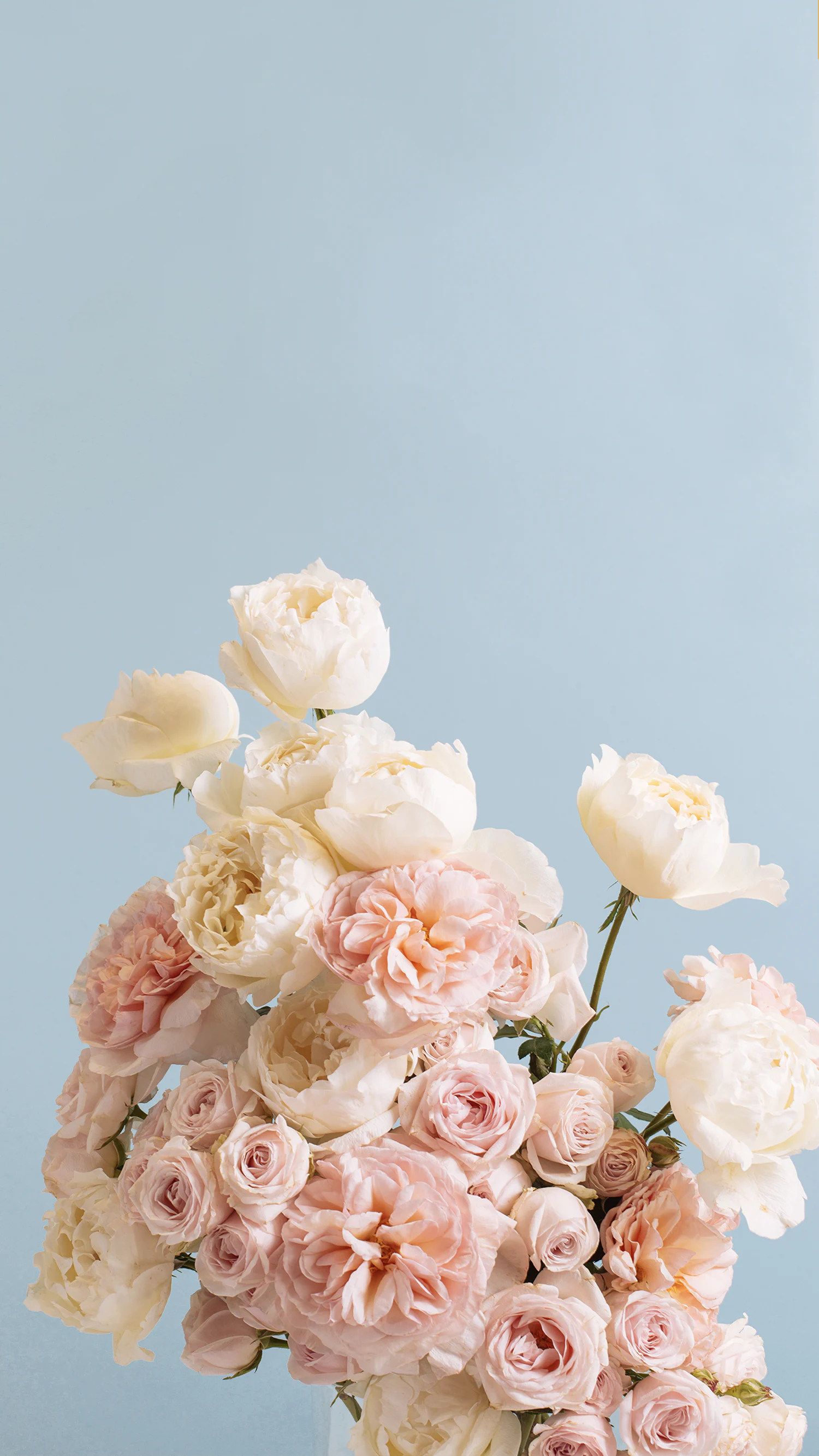 Rose - Floom flower delivery