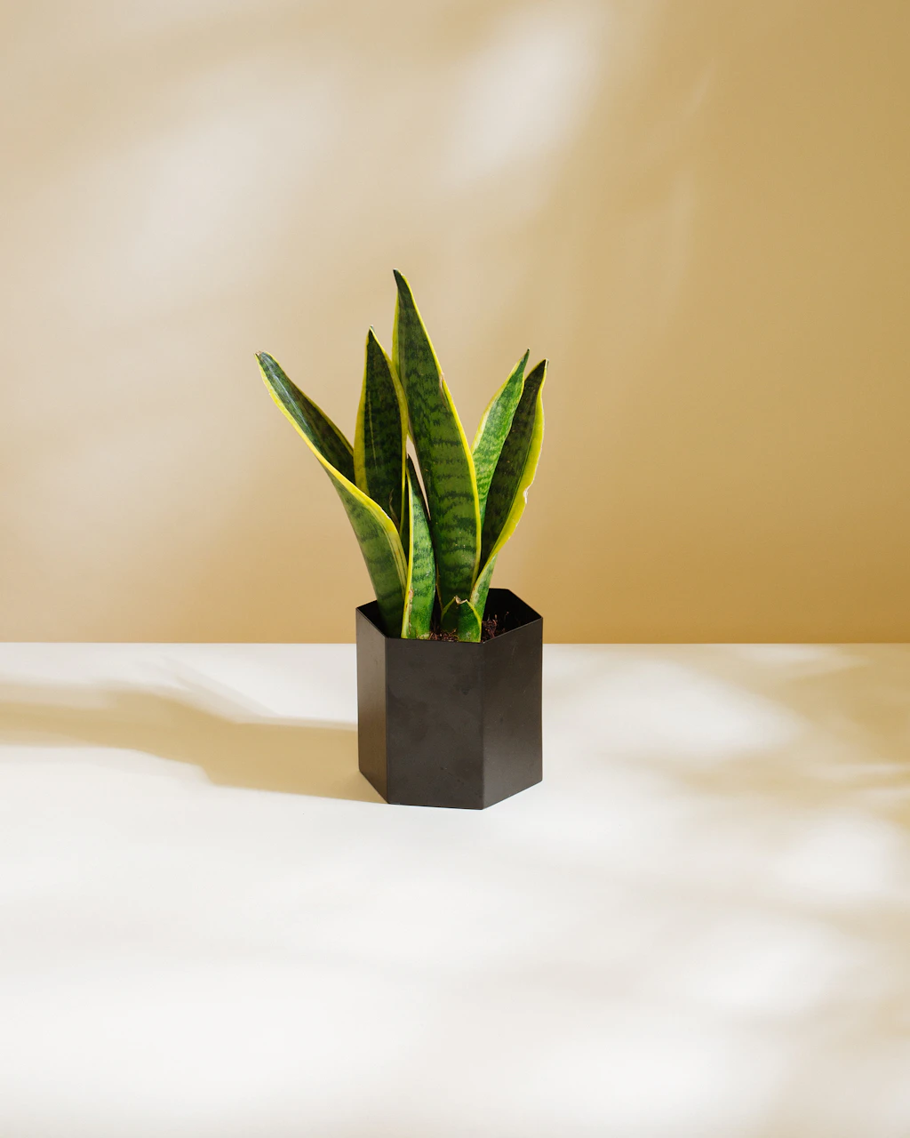 Sansevieria Trifasciata