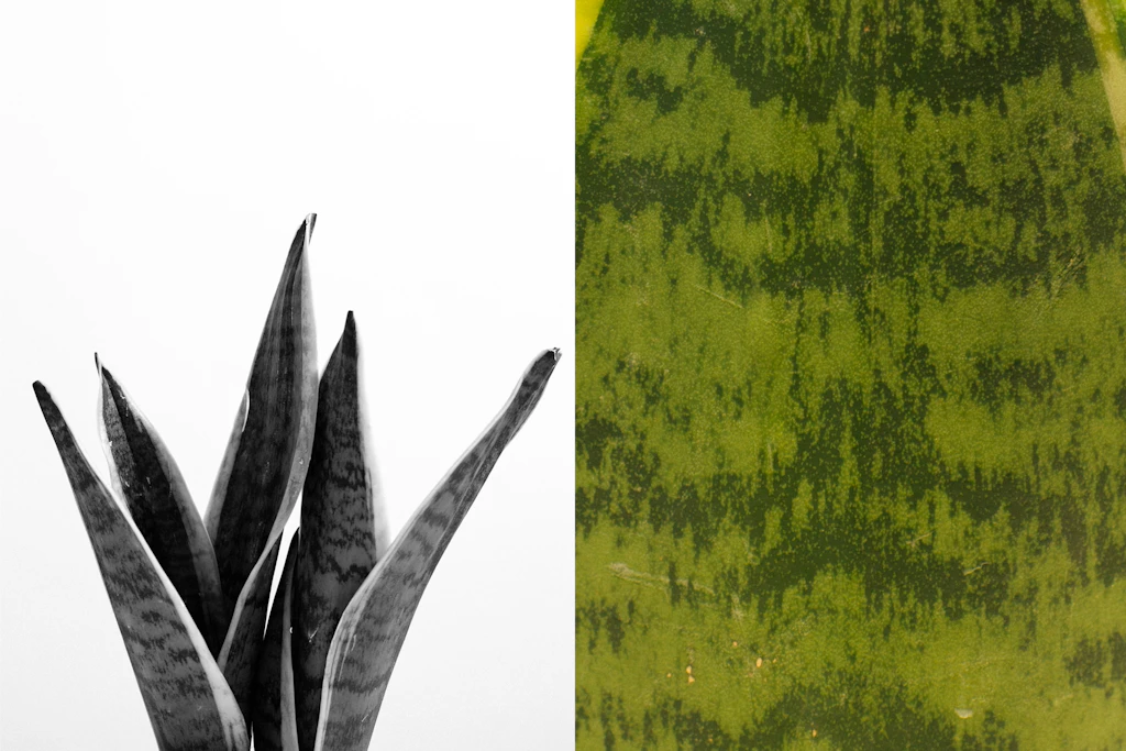 Snake plant leaves