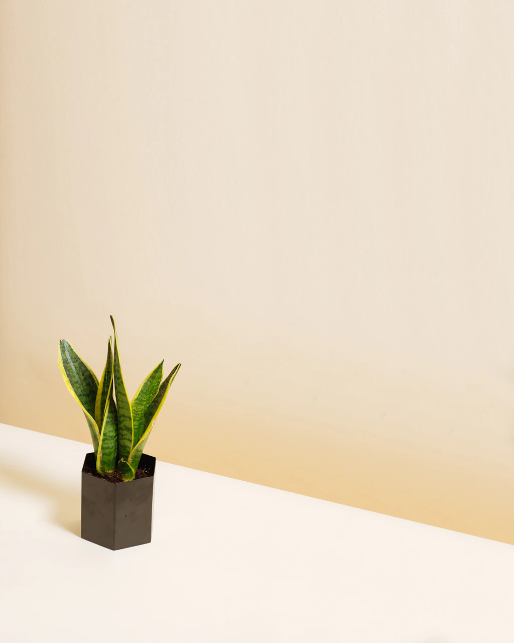 Snake plant detail