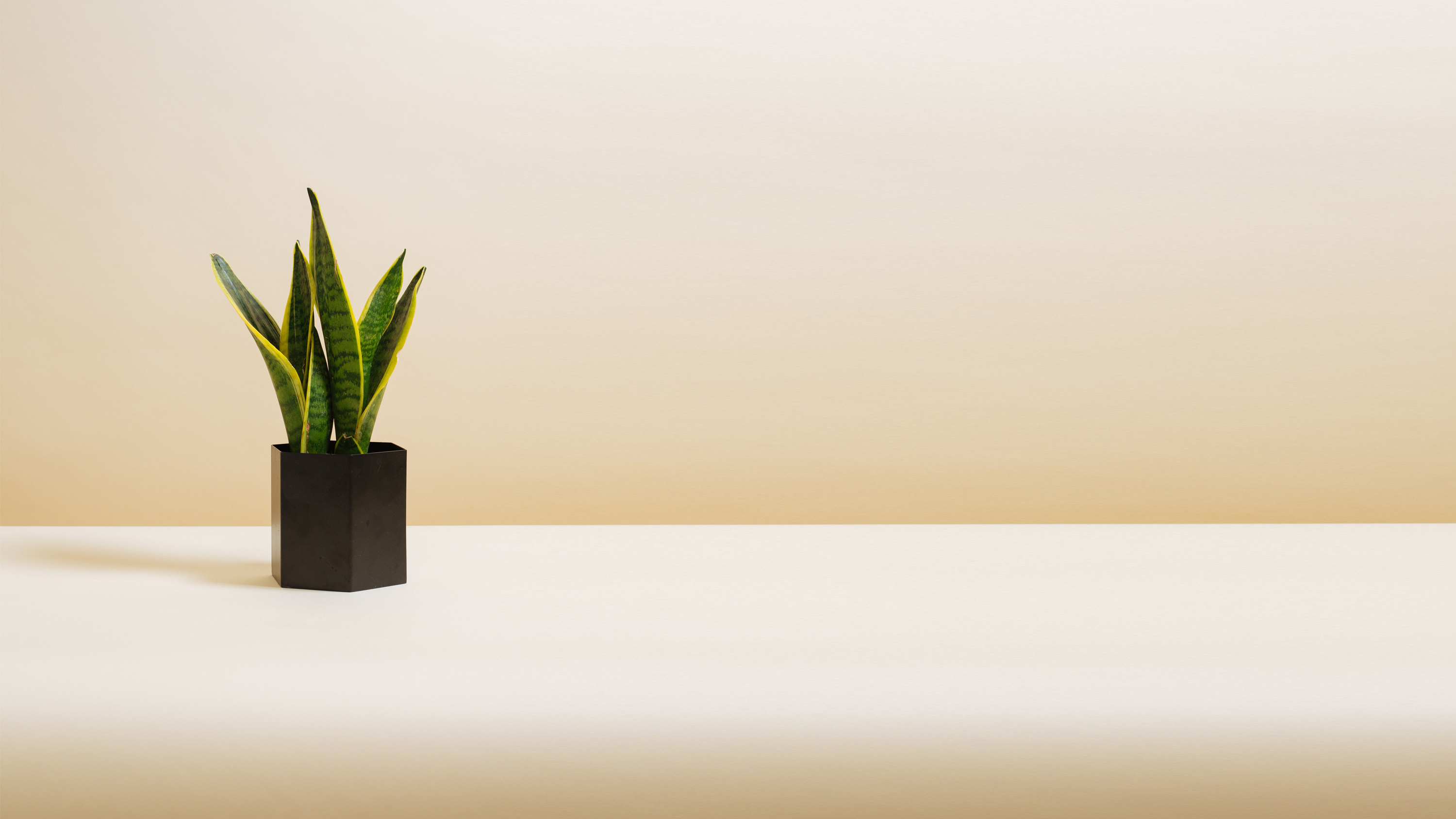 Sansevieria Trifasciata