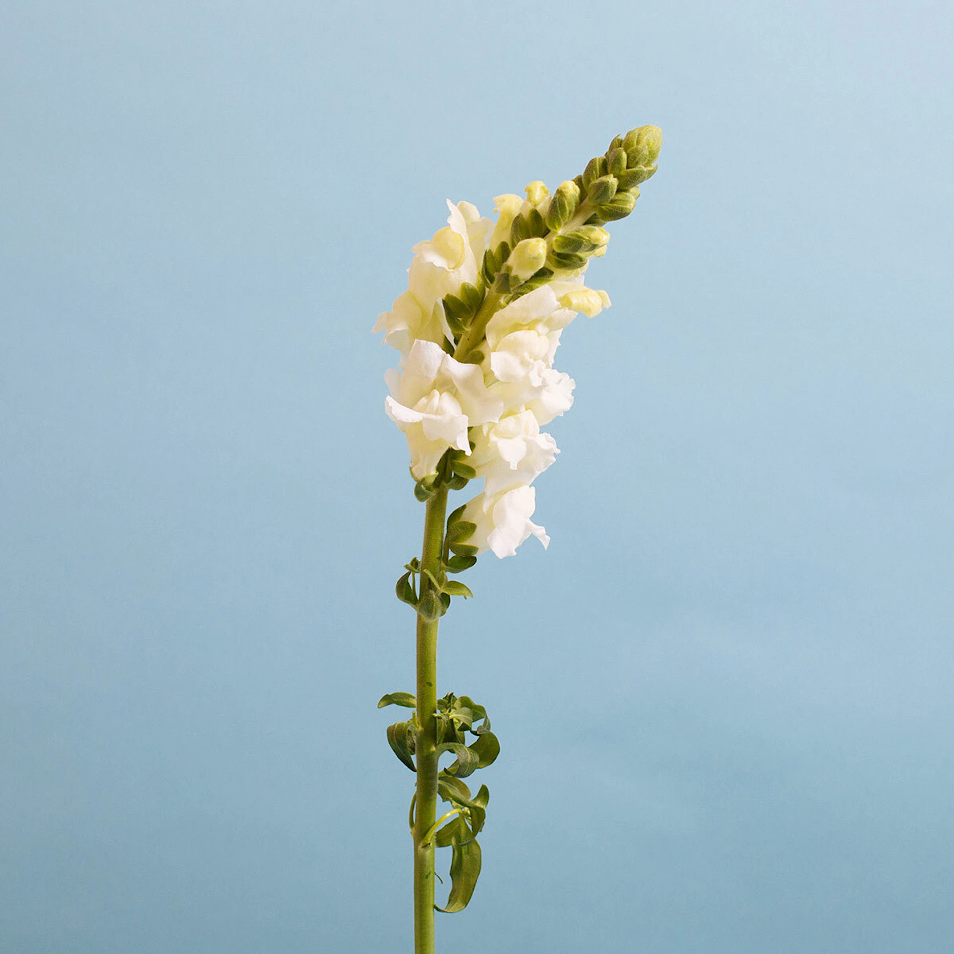 Snapdragon - Floom flower delivery