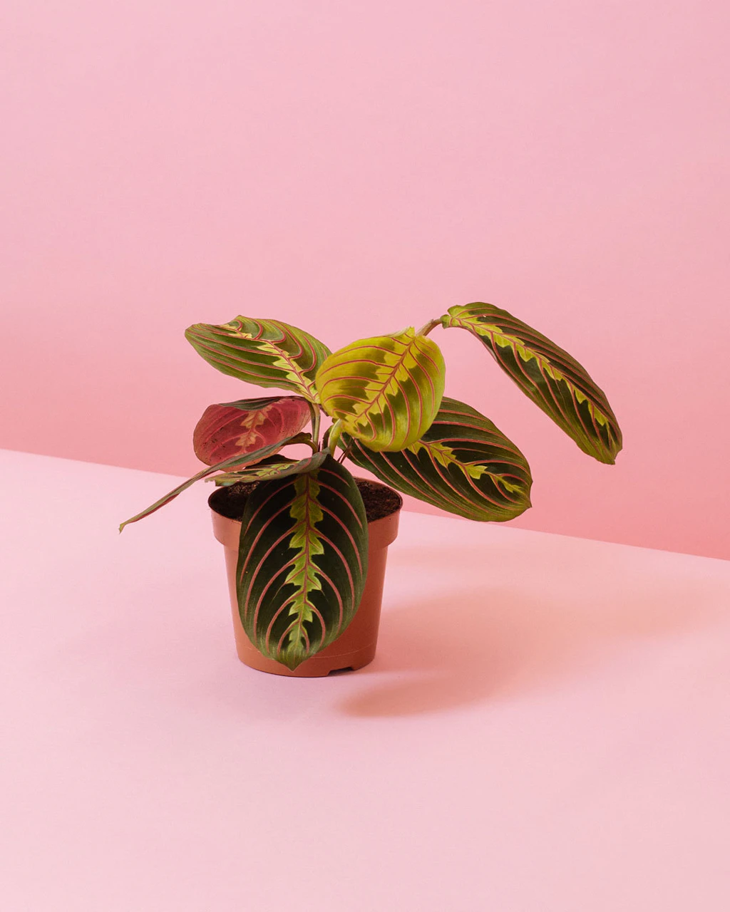 Prayer plant in the home