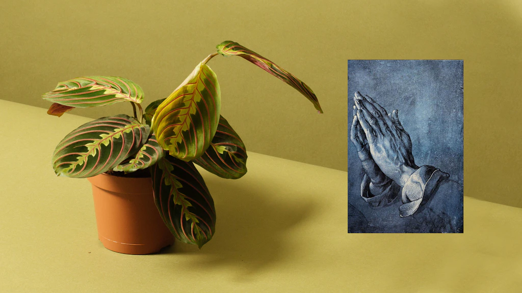 Prayer plant leaves