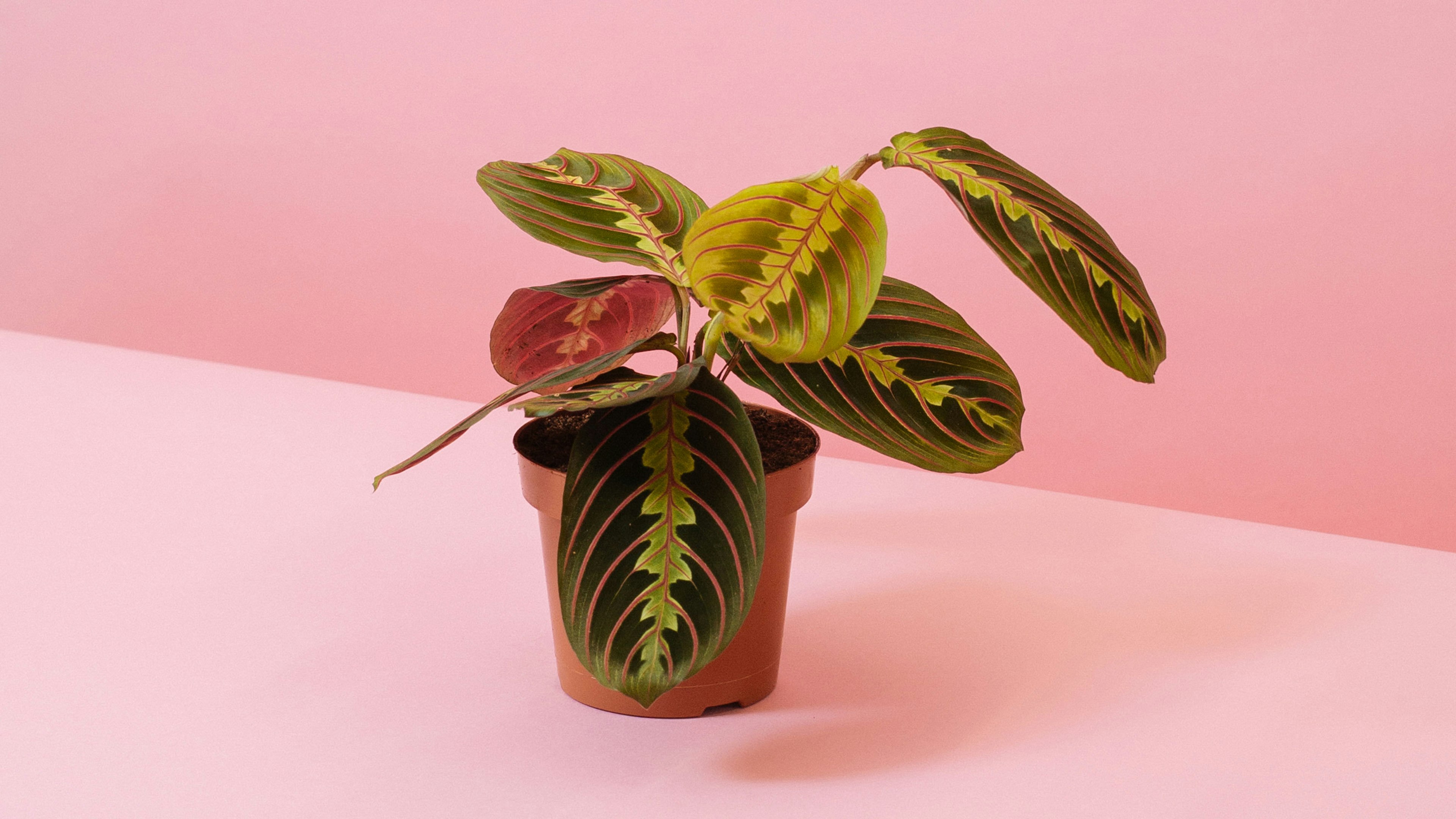 3 ways houseplants can help you sleep better