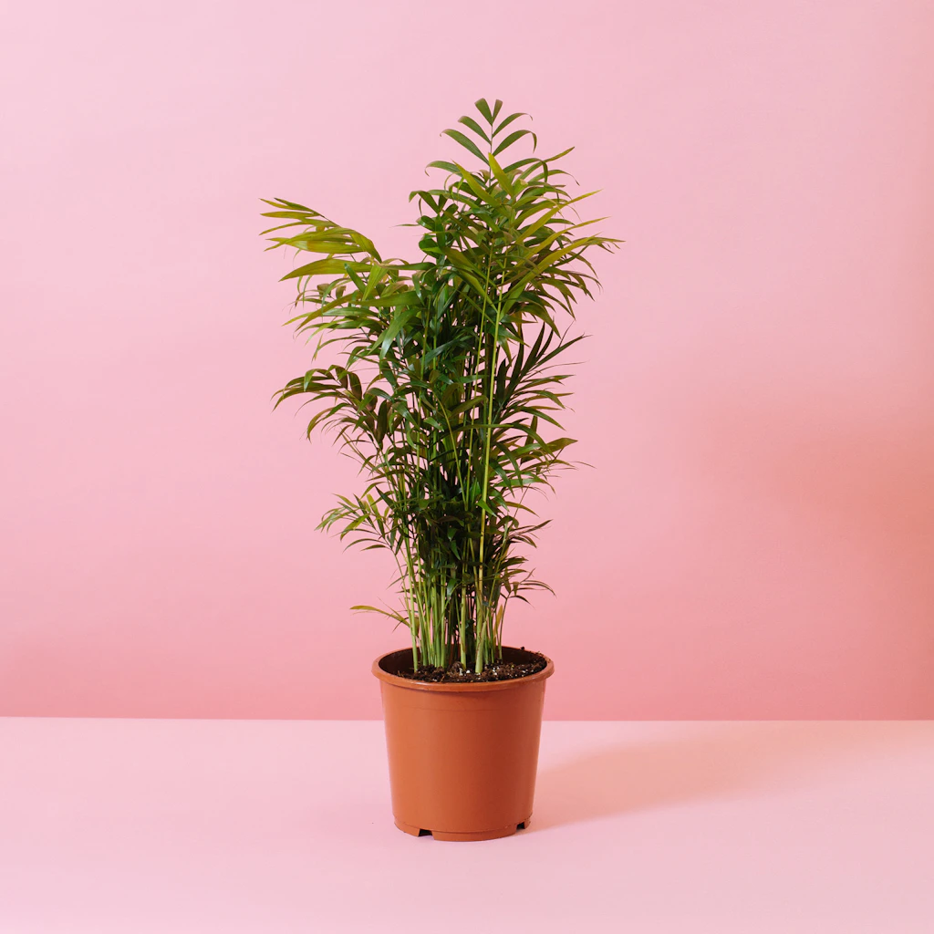 Red-edged dracaena