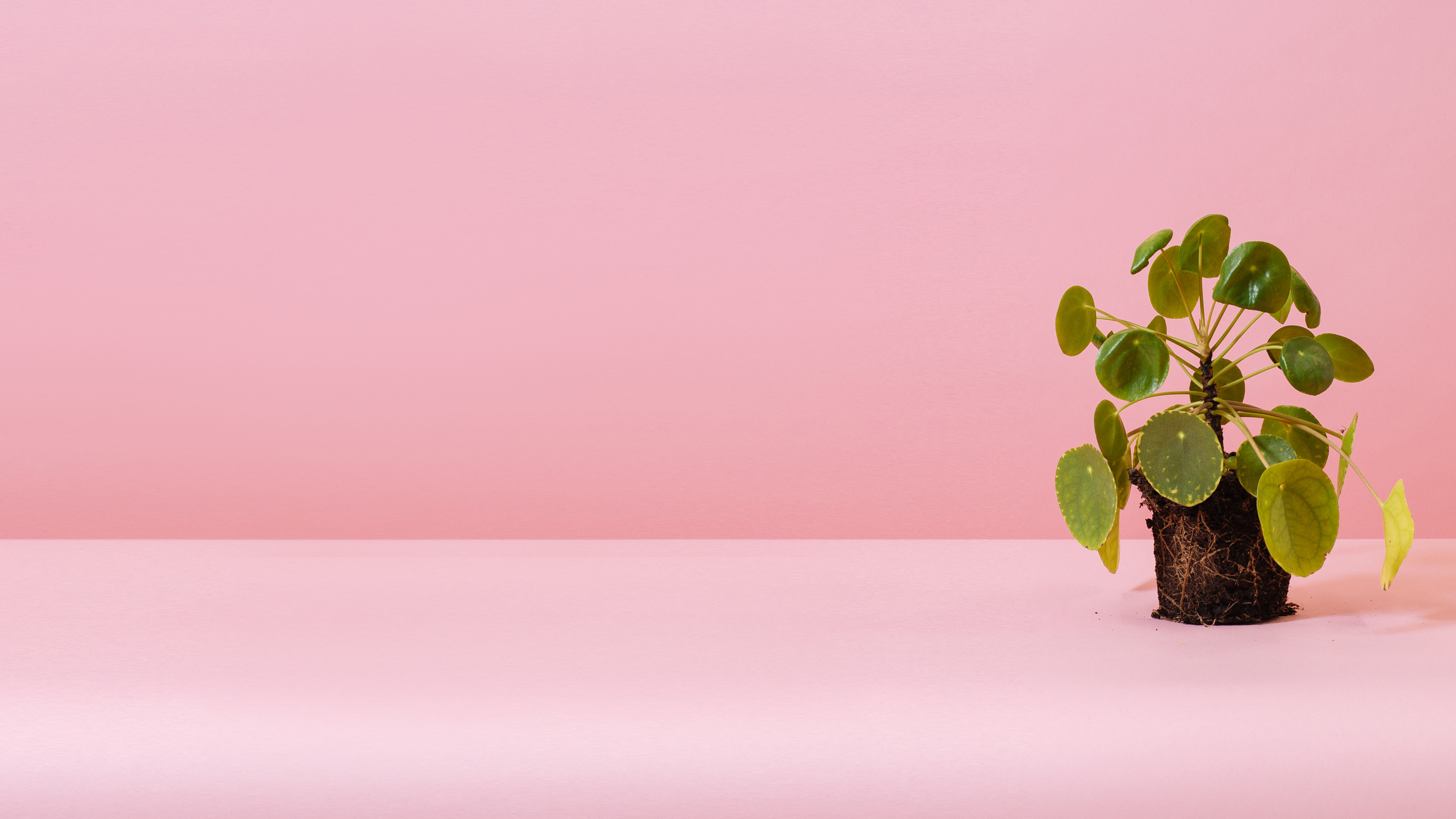 Same Day Plant Delivery | Indoor and outdoor plants | US | Floom