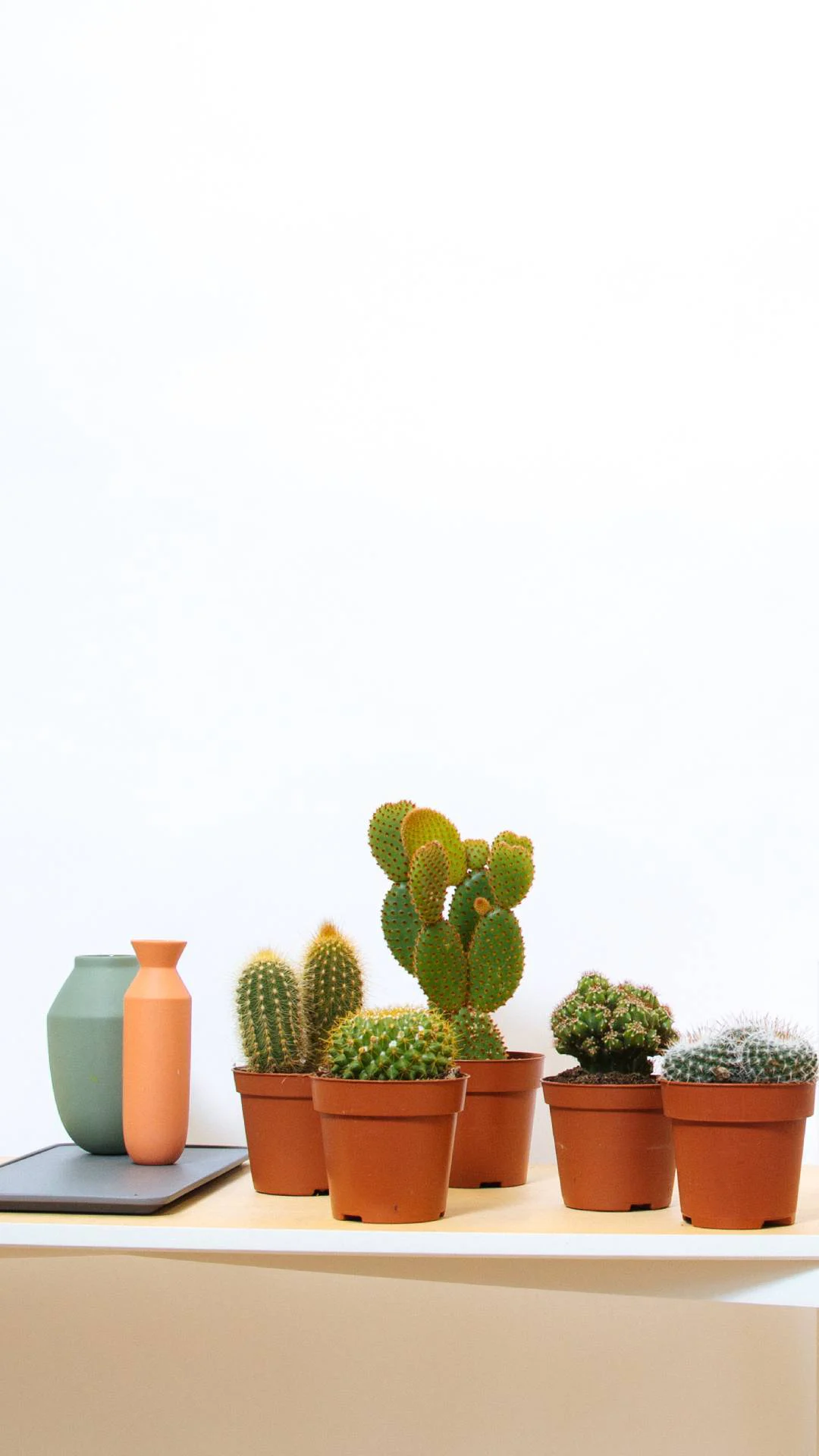 Cactus - Floom flower delivery