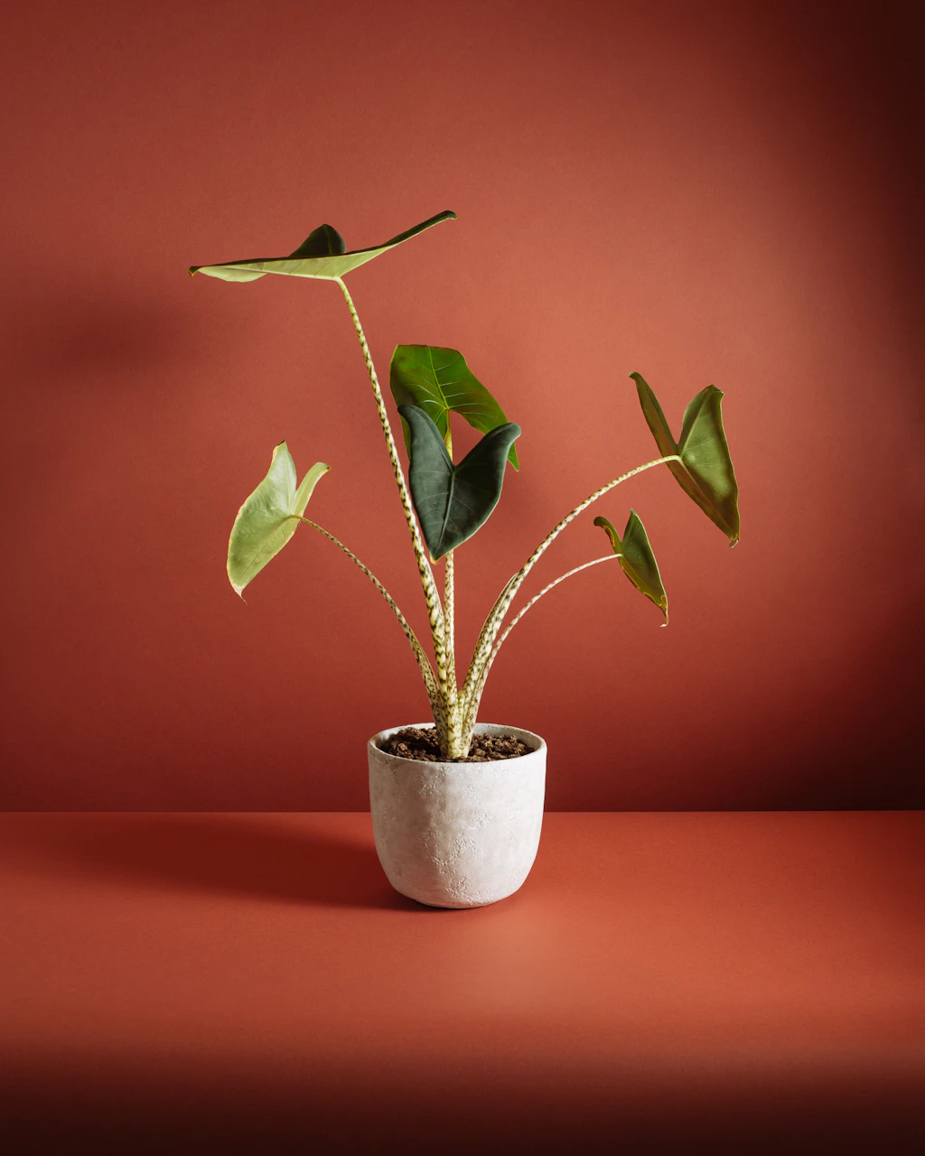 Alocasia zebrina in a pot