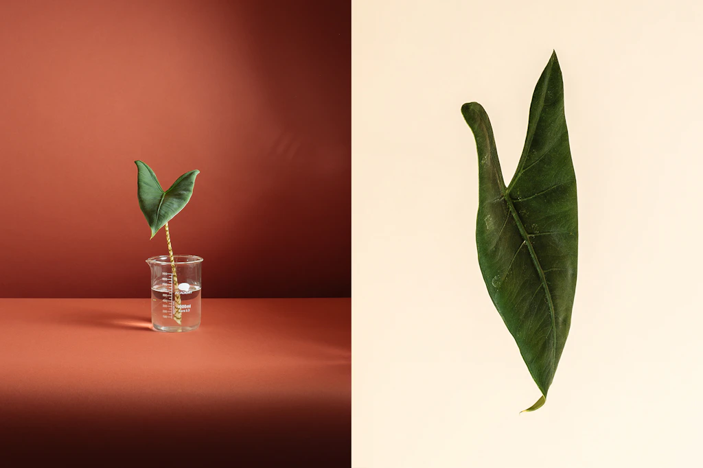 Alocasia zebrina stems