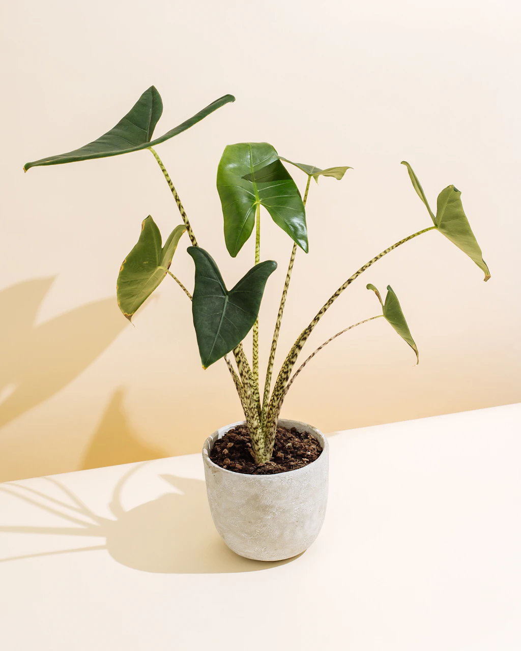 Alocasia zebrina leaves