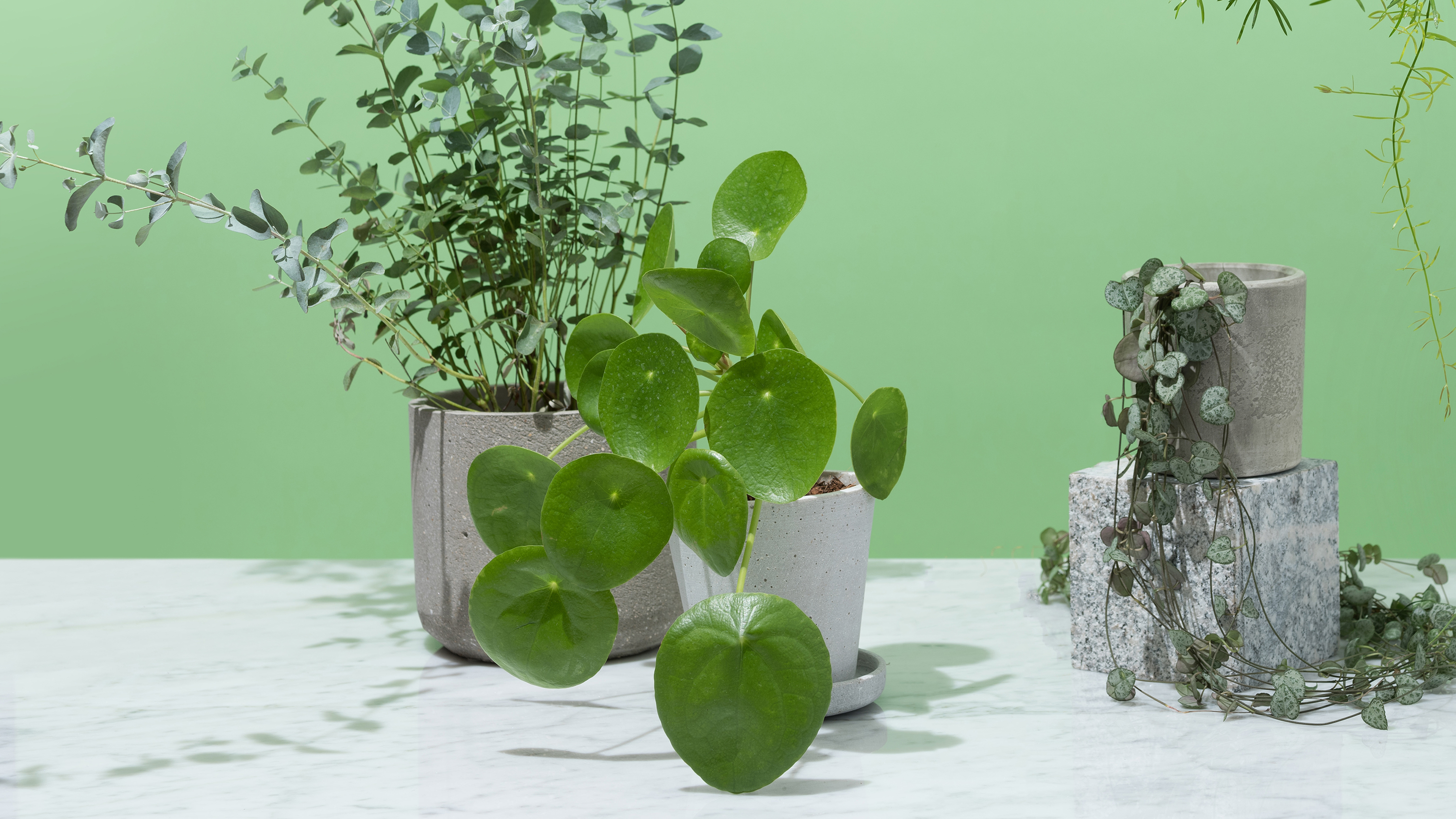 Pilea