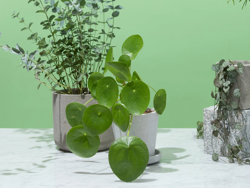 Pilea