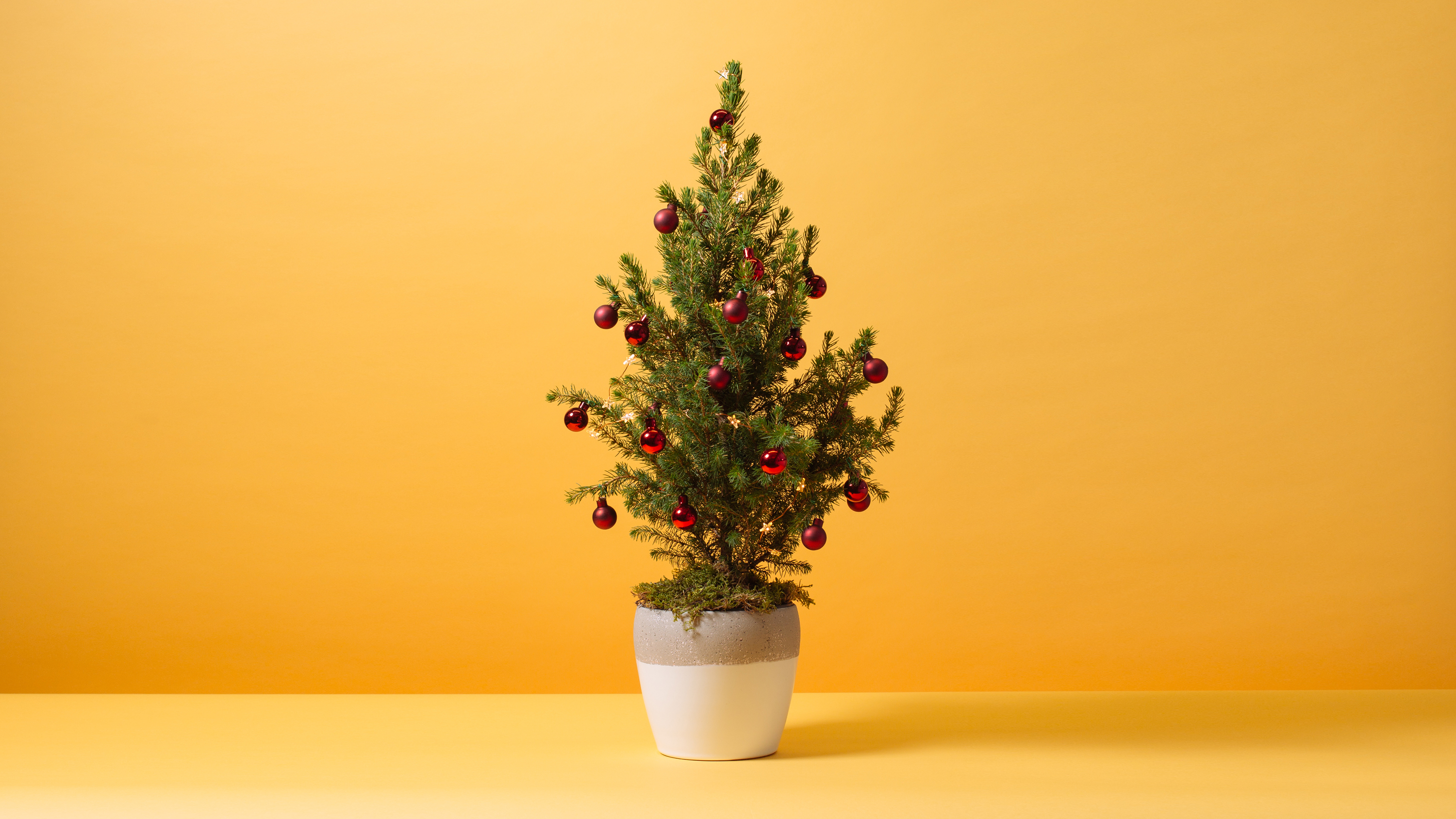 History of the Christmas tree