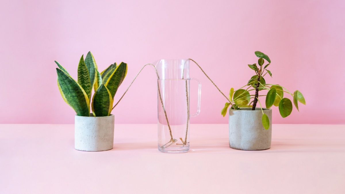 Keep your plants alive over Christmas