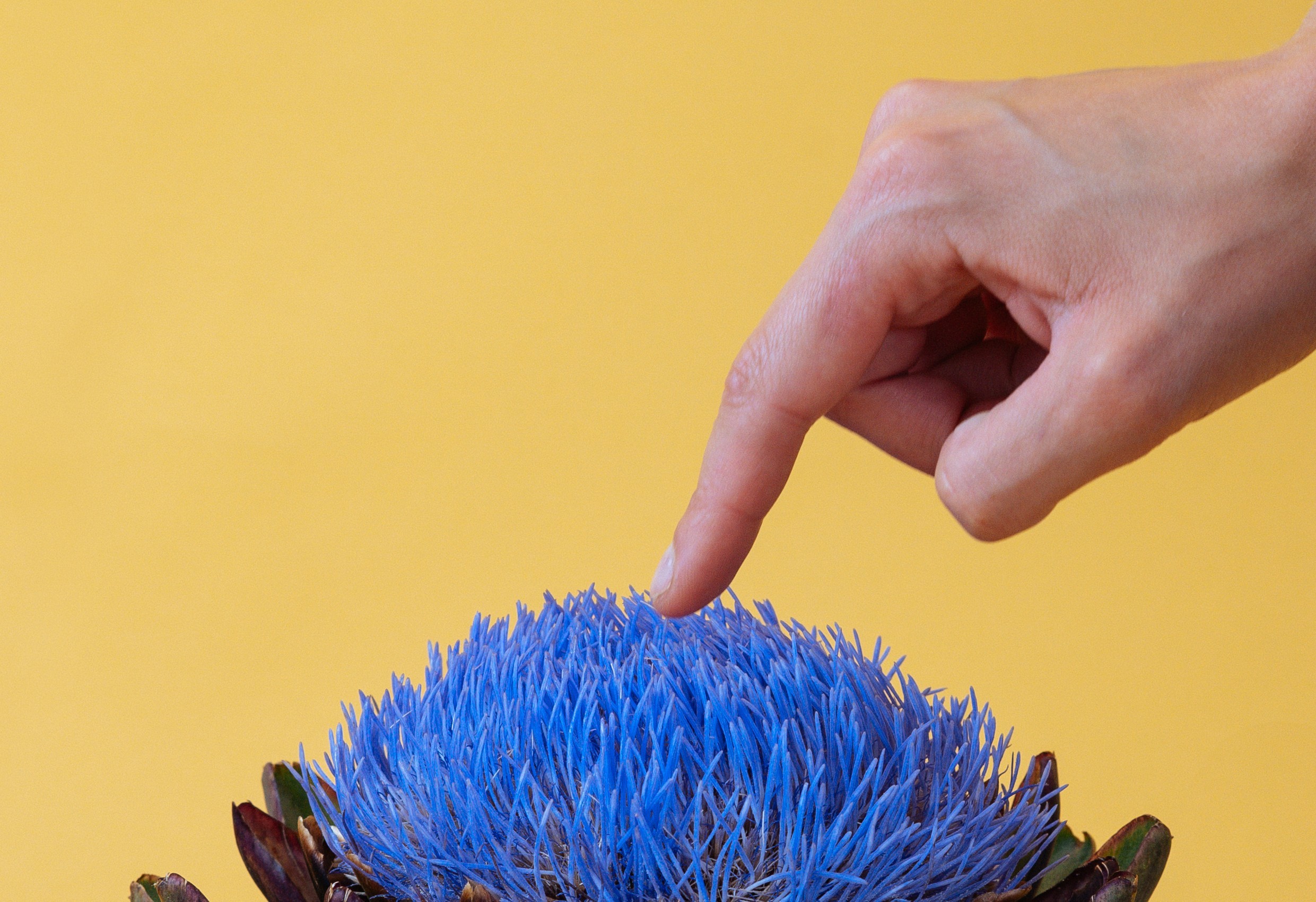 Beware of pricks: a short guide to cynara plants