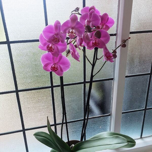 Orchid plant original