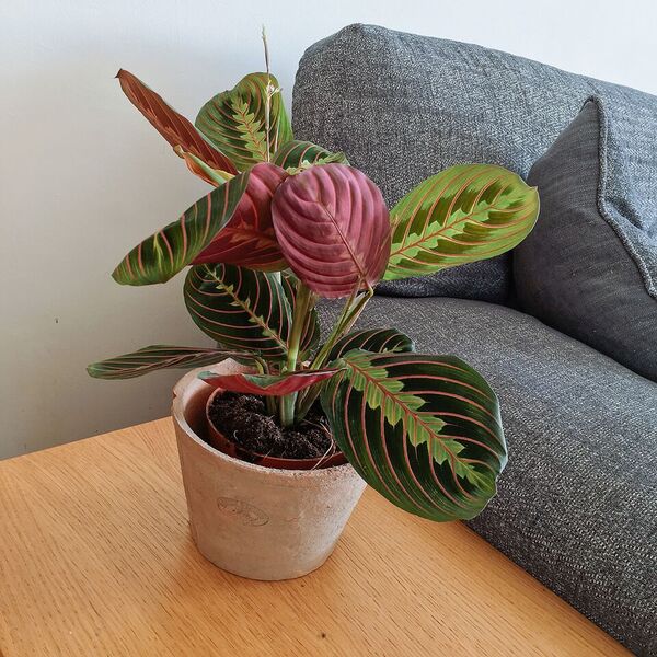Maranta plant original