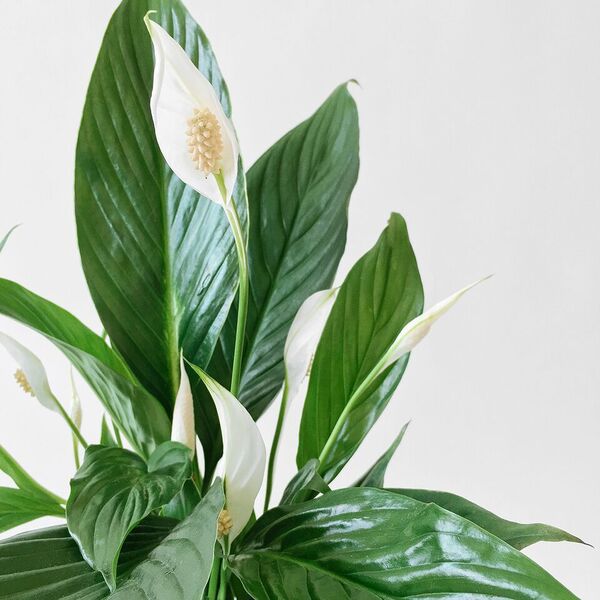Peace Lily
