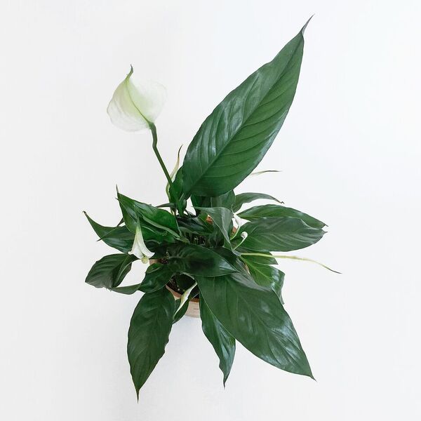 Peace Lily original