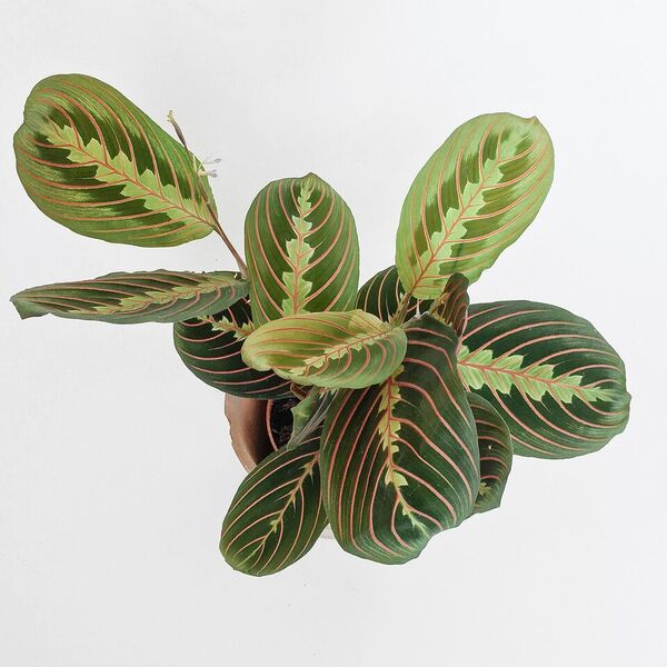 Maranta plant original