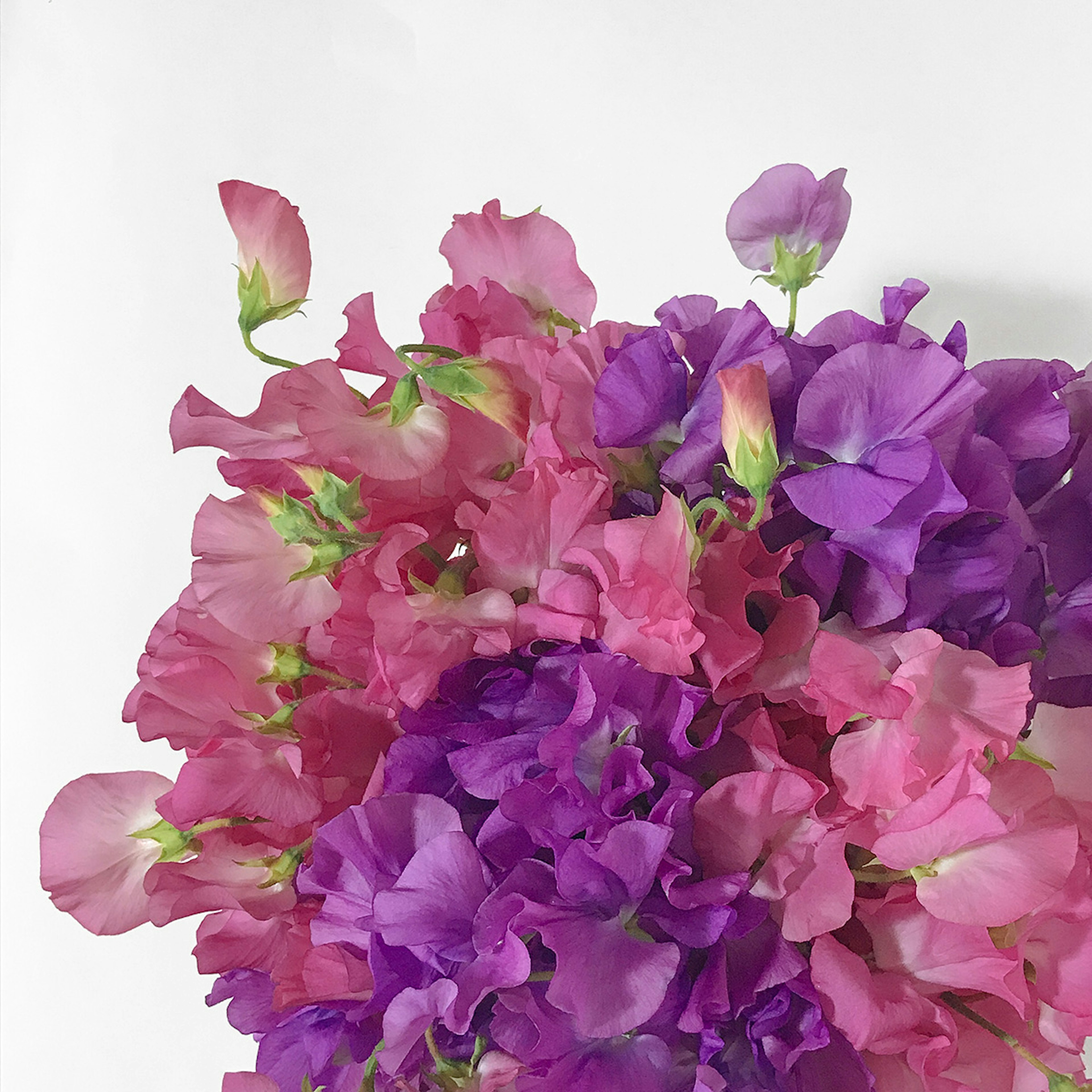 Fab sweet peas original