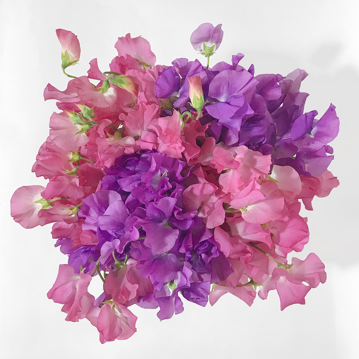Fab sweet peas original