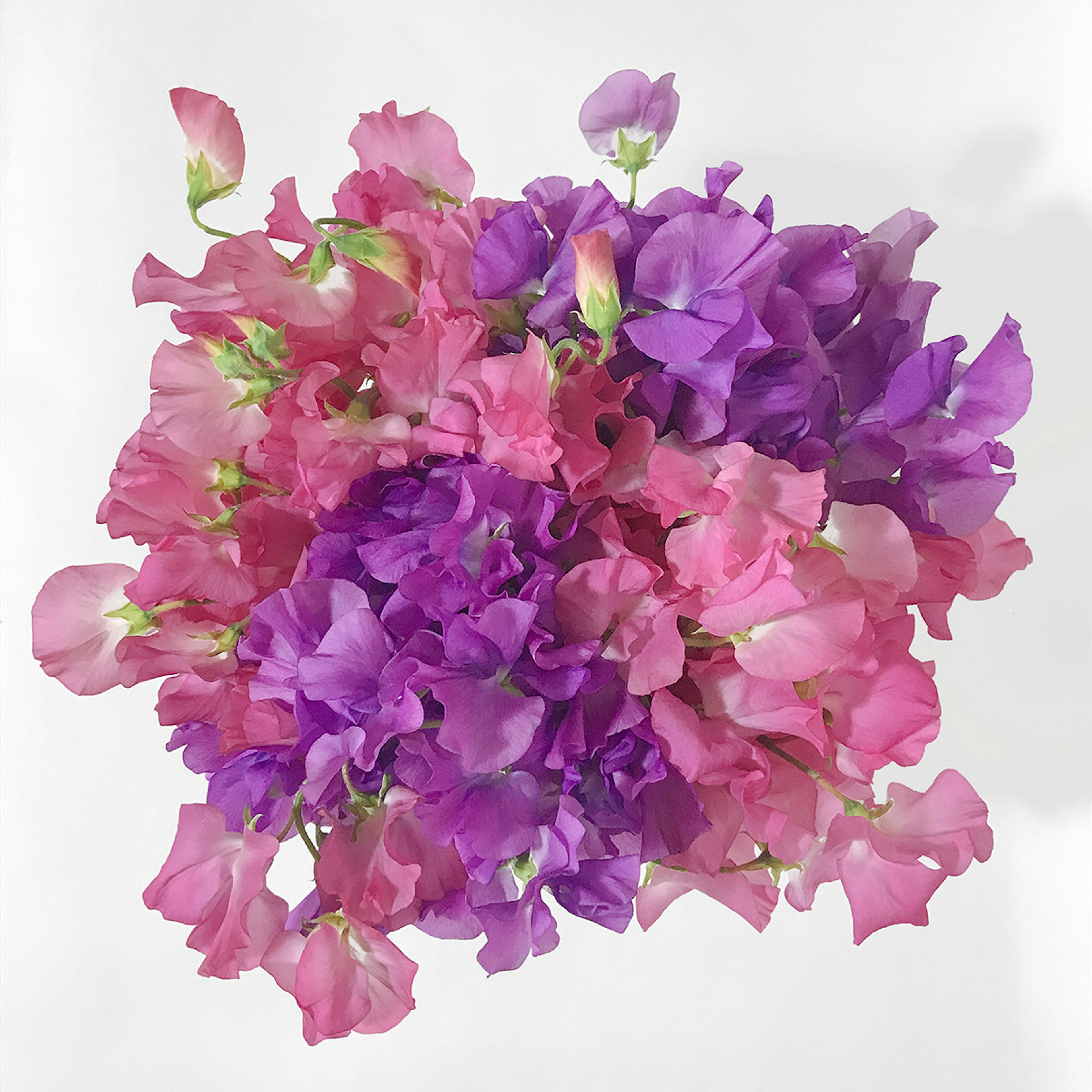 Fab sweet peas original