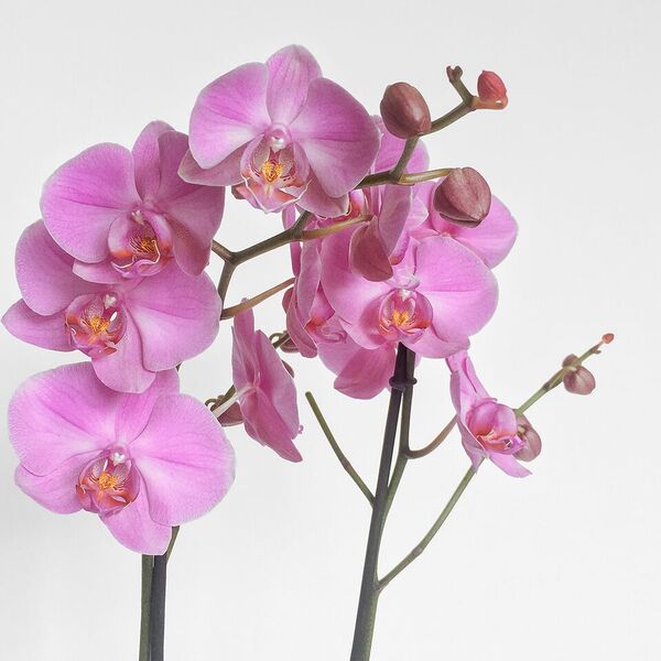 Orchid plant original