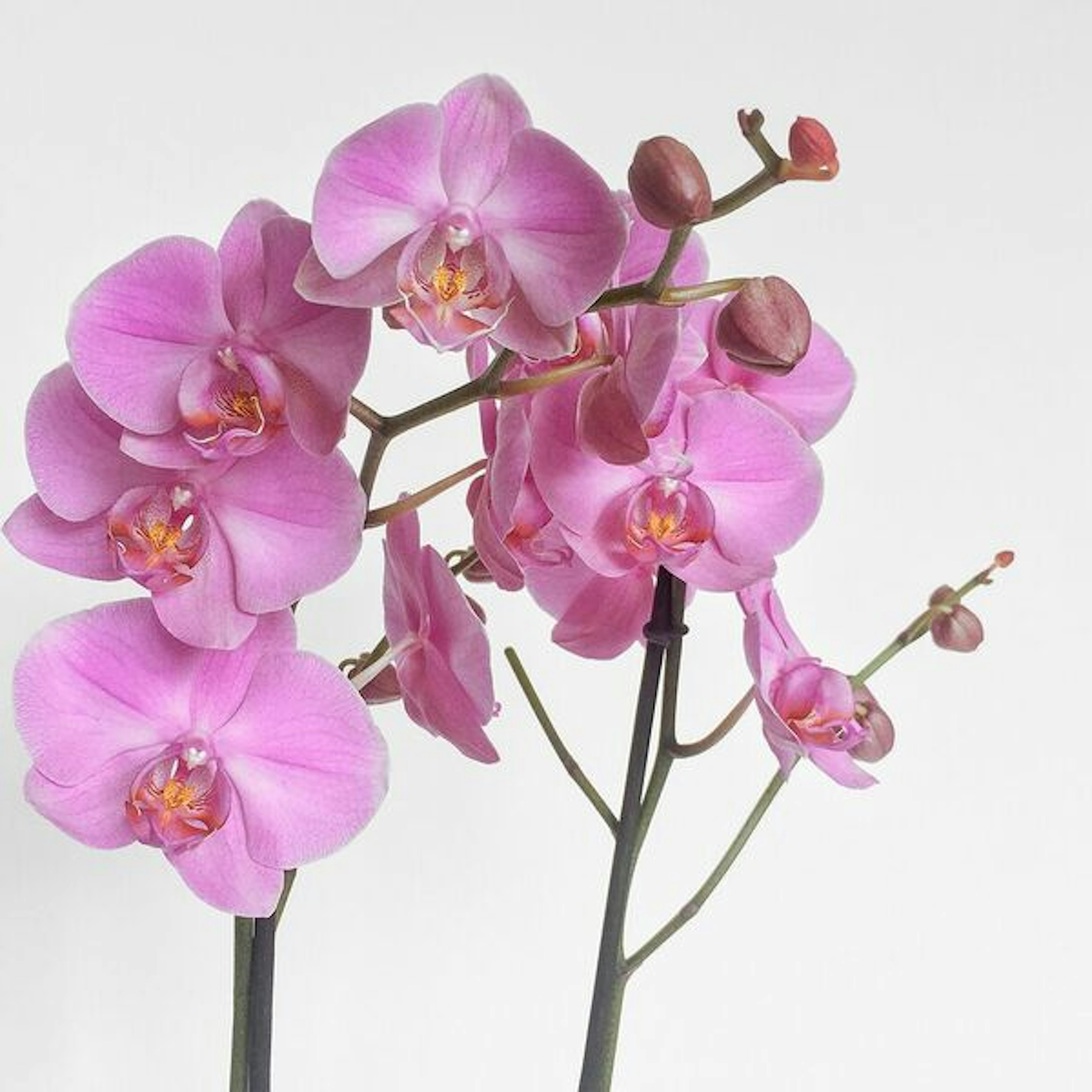 Orchid plant original