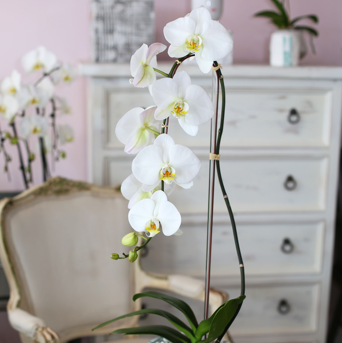 Cypress Clouds original