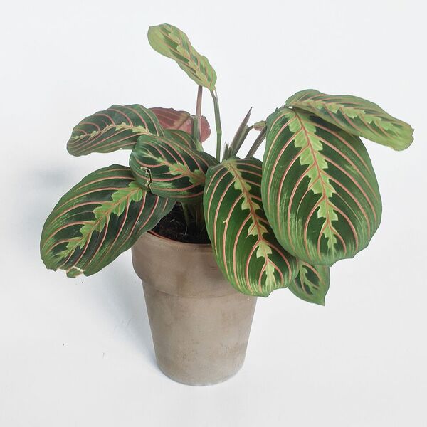 Prayer  plant