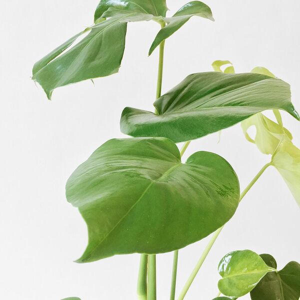 Monstera Plant original