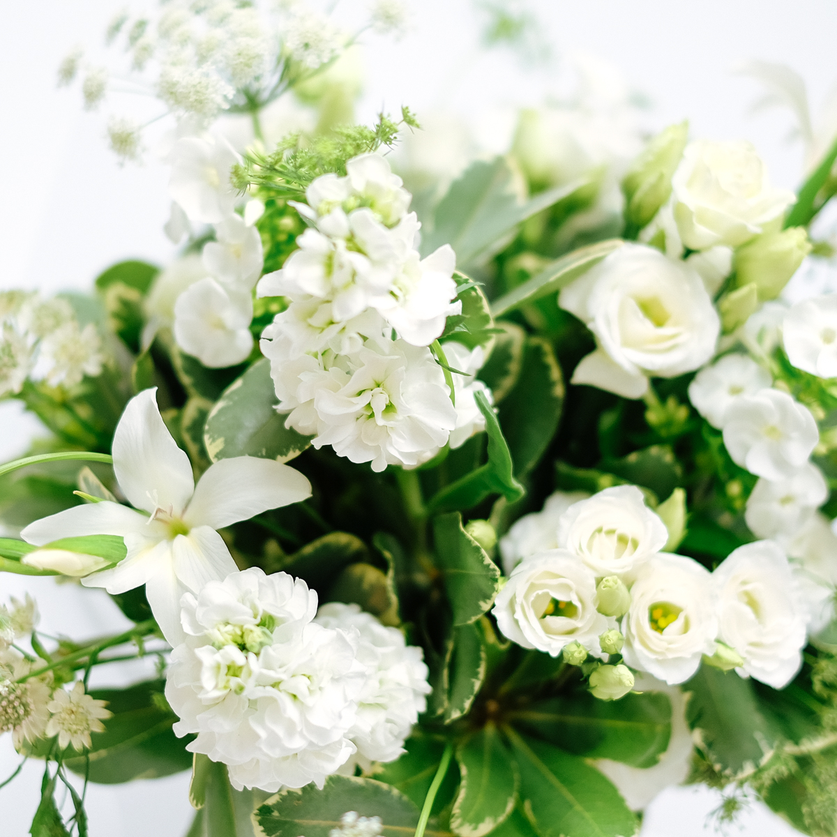 White Knight original