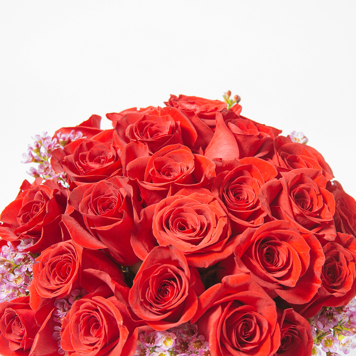 Scarlet Roses original