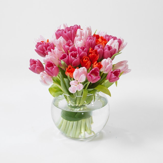 Sweet Tulips