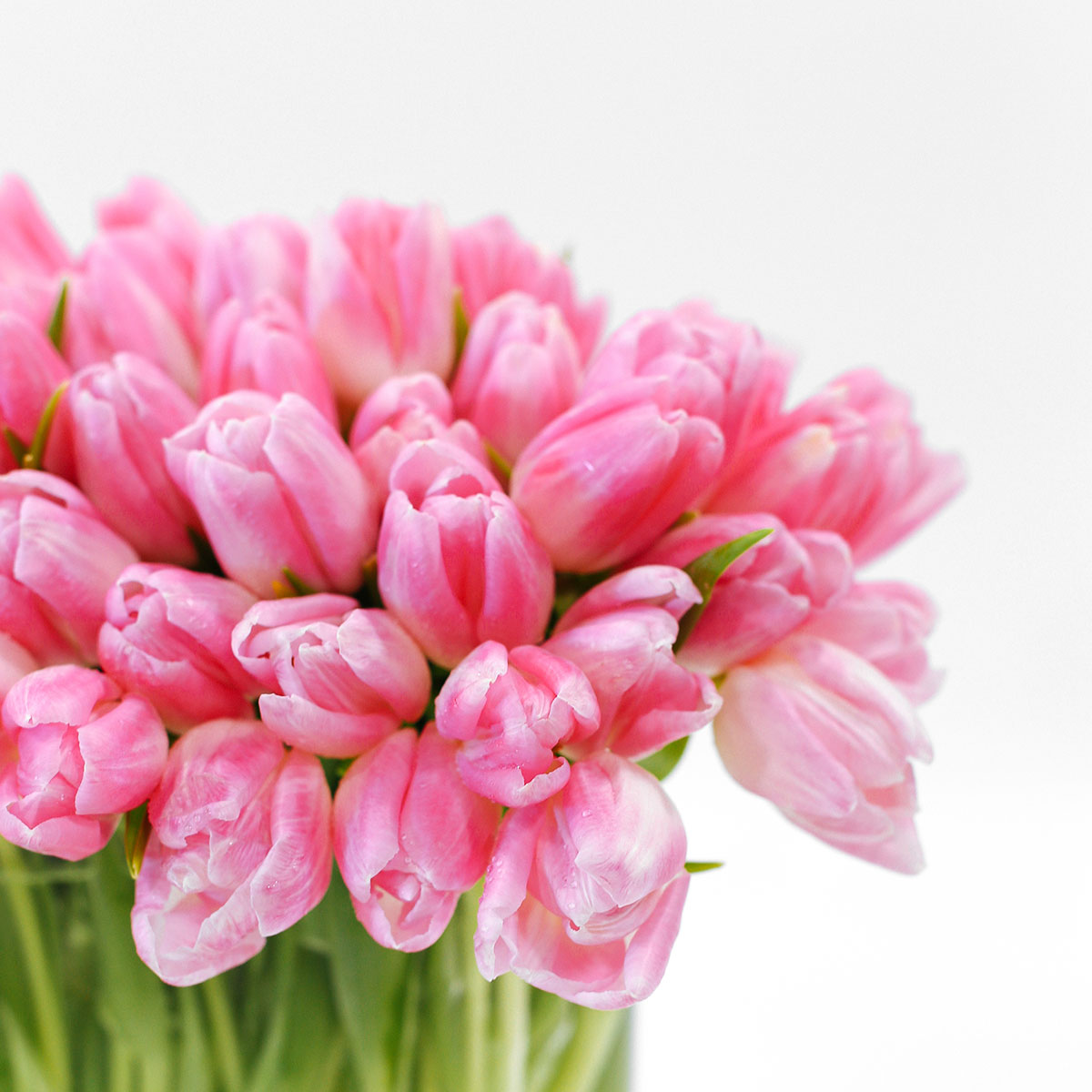 Venice Pink original