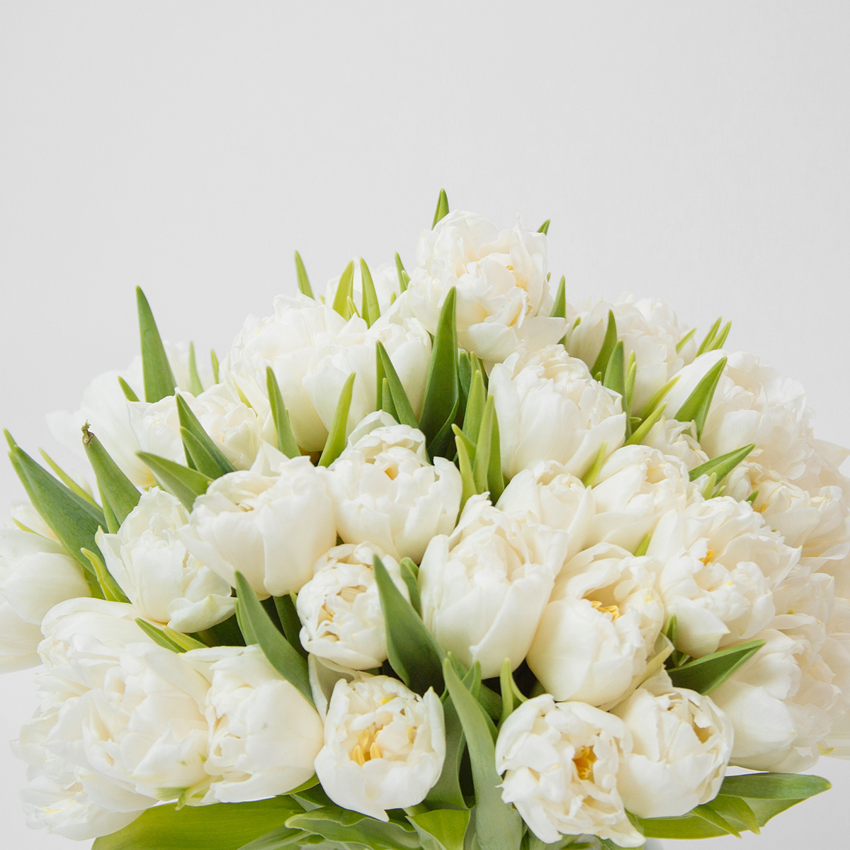 White Innocence original