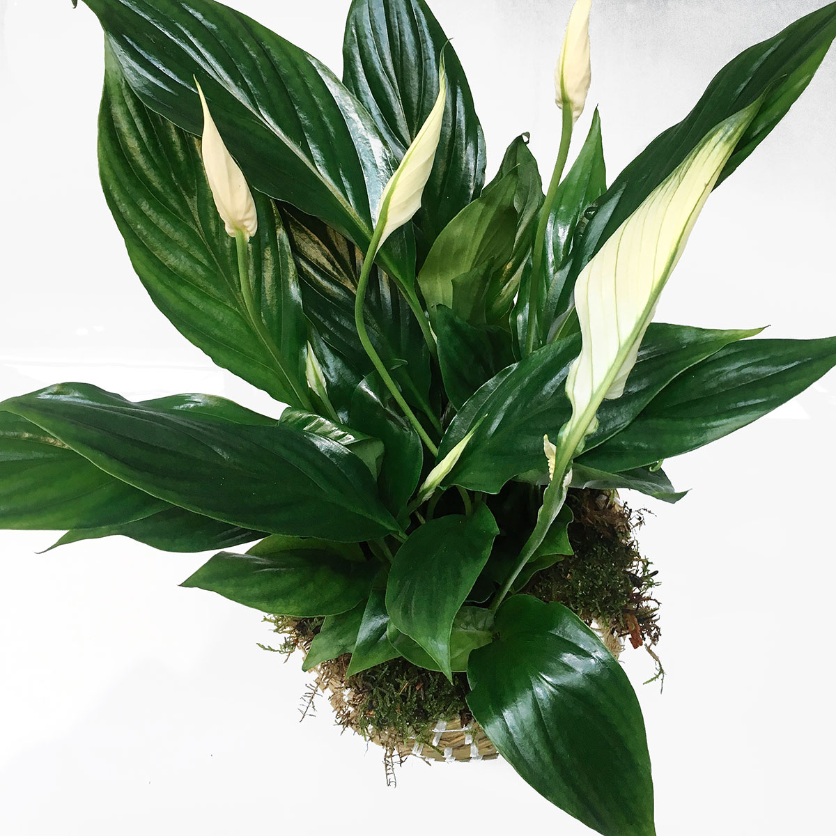 Peaceful plant original