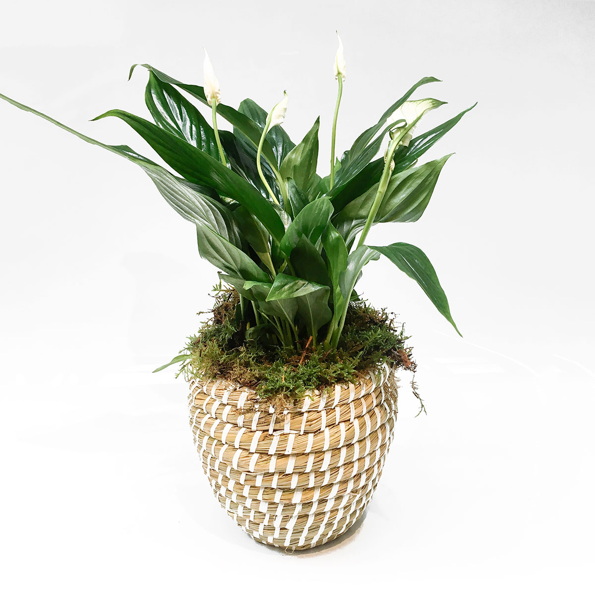 Peaceful plant original