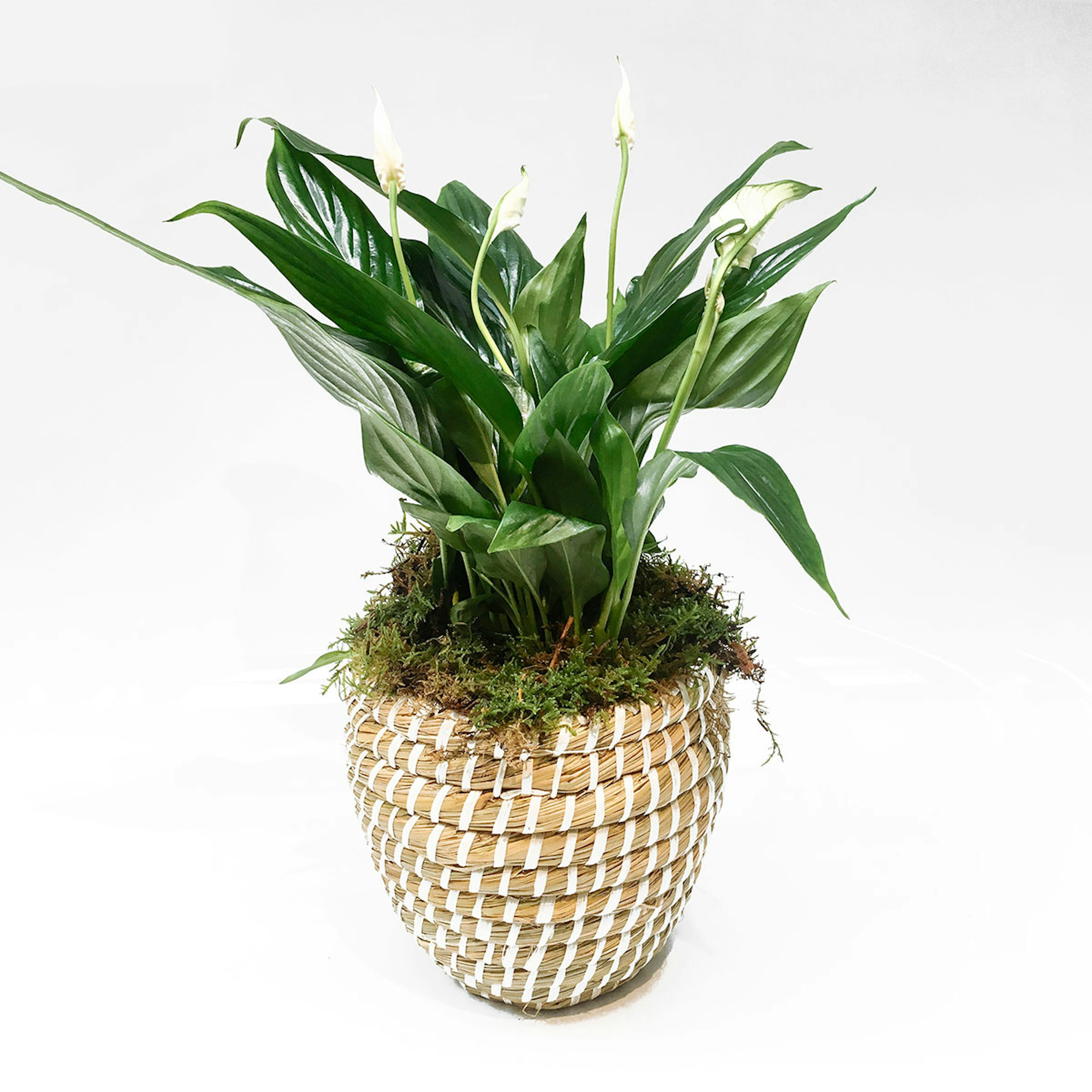 Peaceful plant original