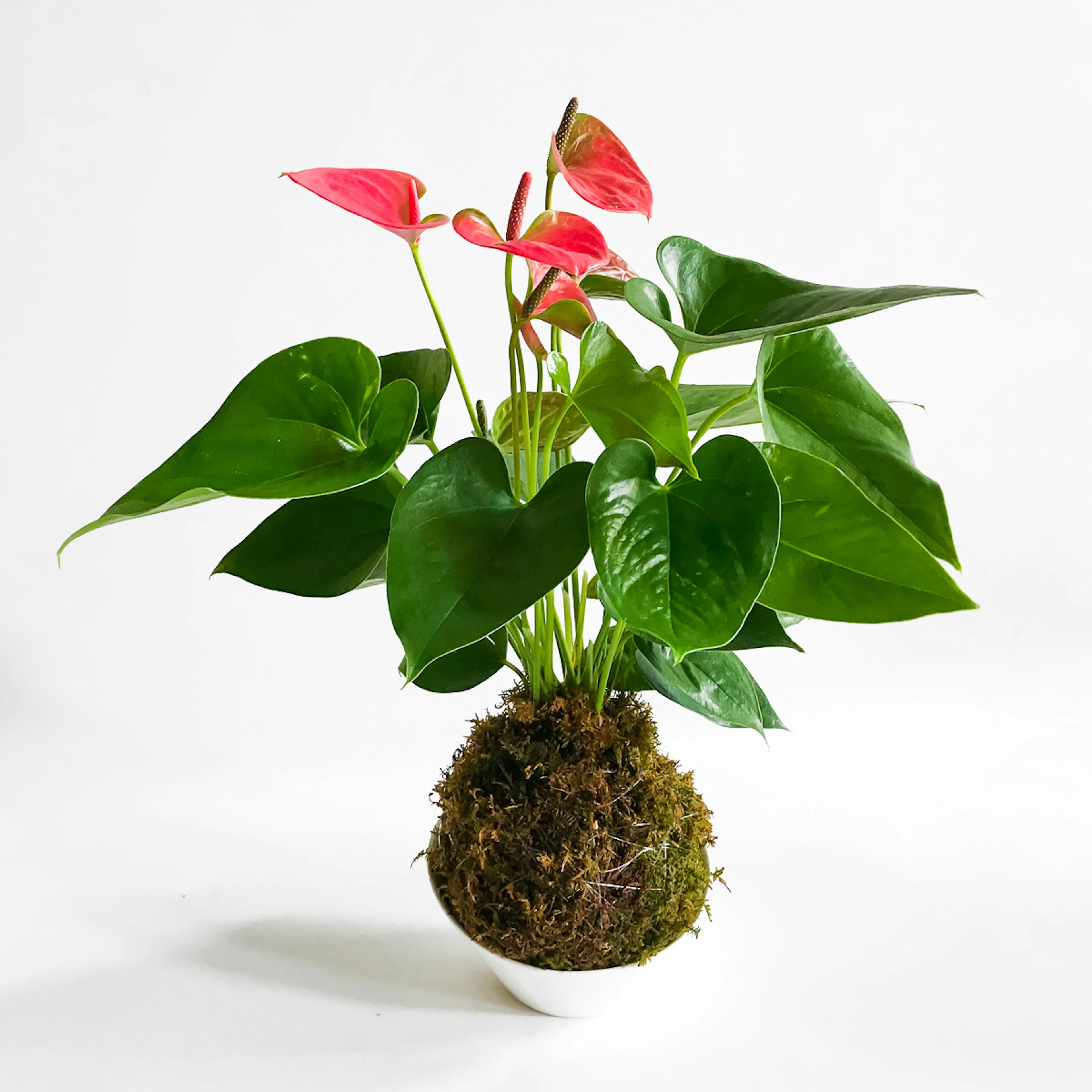 KOKEDAMA - Anthurium original